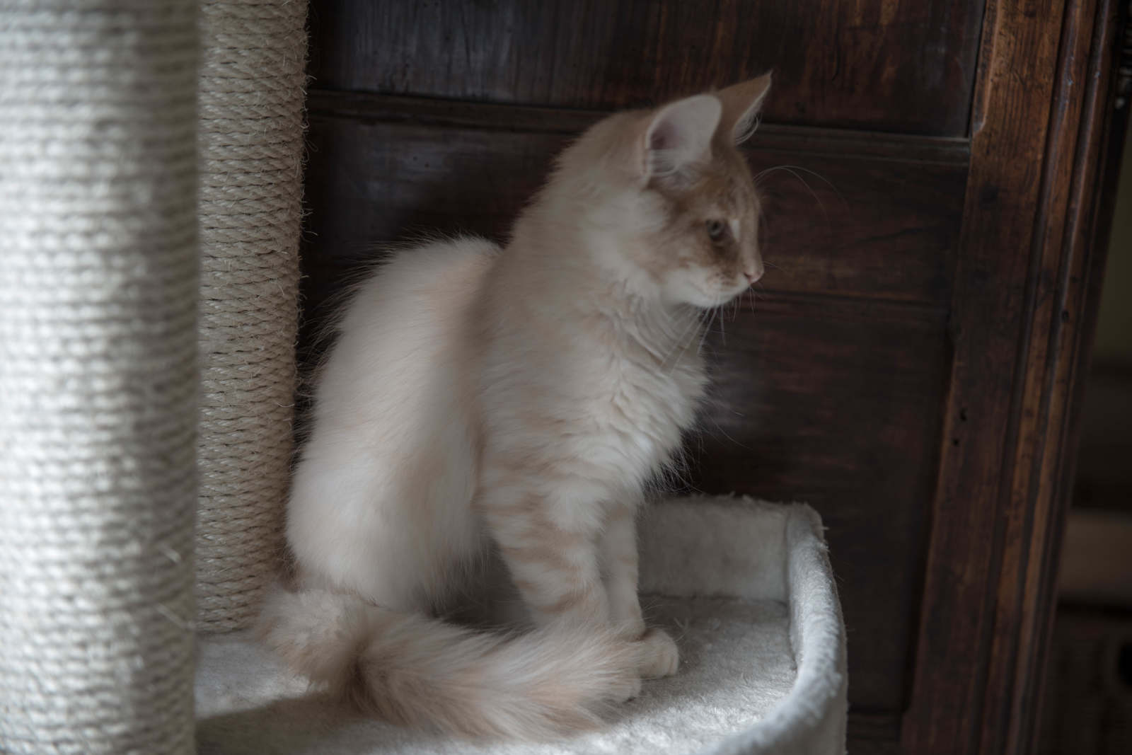 Nuts , creme silver mackerel tabby Chatterie du Clos des Bleuets