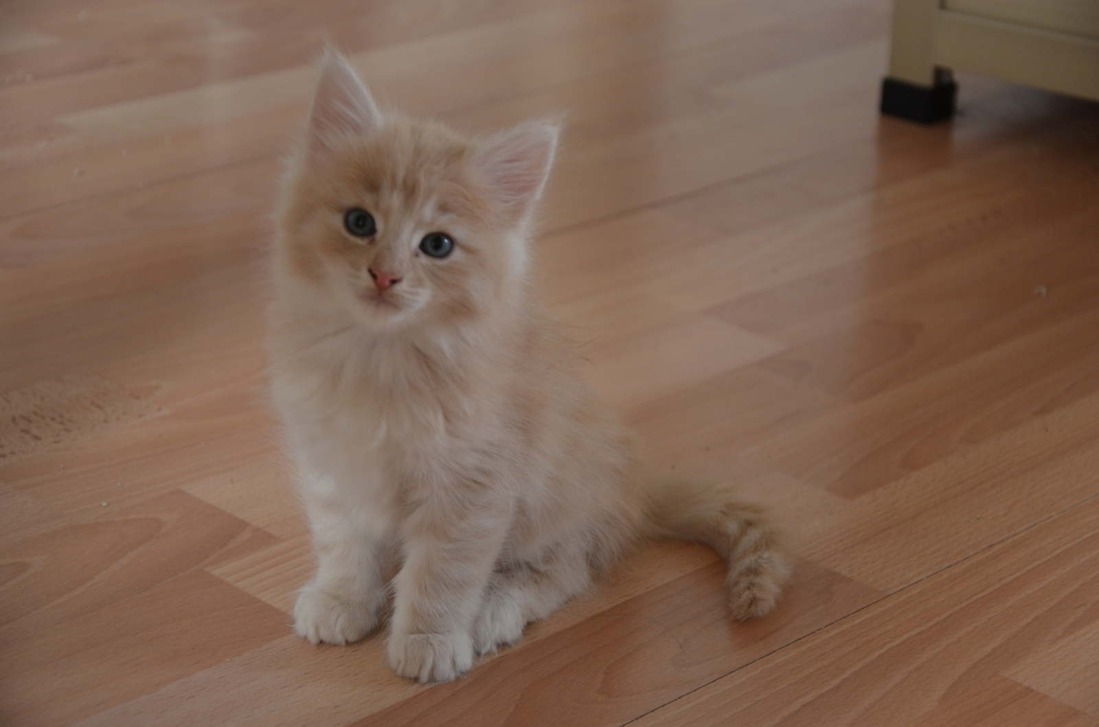 Nuts , creme silver mackerel tabby Chatterie du Clos des Bleuets
