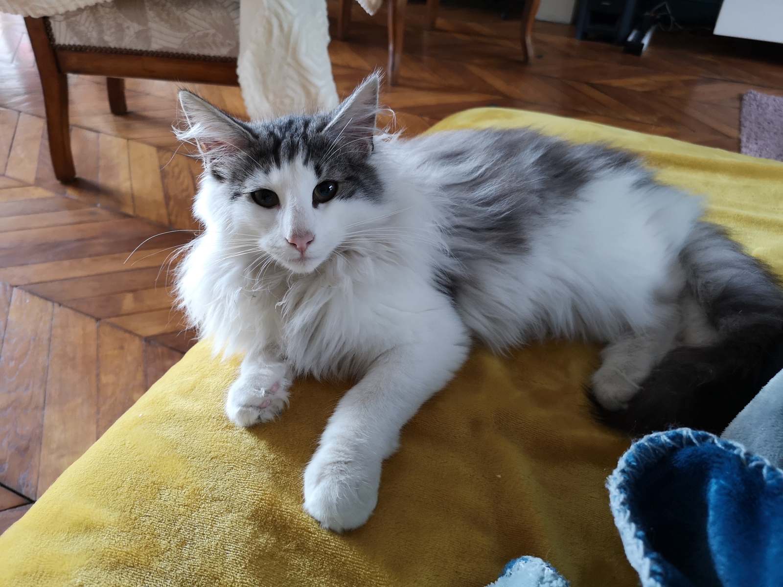 Platon Male Black Silver Blotched Tabby Et Blanc Reserve Chatterie Du Clos Des Bleuets