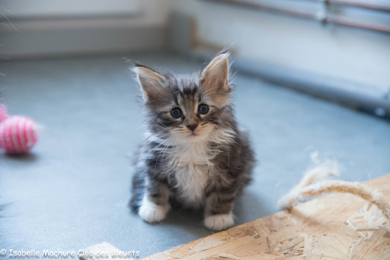 PIANA , Femelle brown mackerel tabby et blanc , OPTION Chatterie du