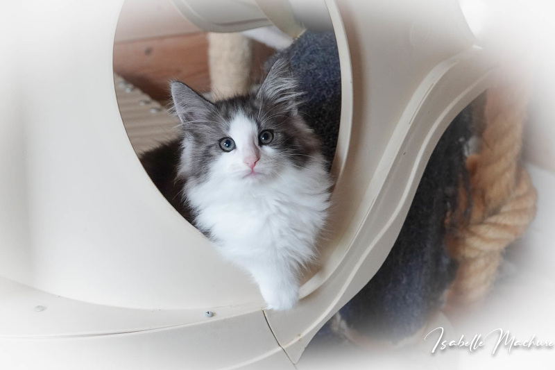 ROBINSON , mâle black silver mackerel tabby et blanc , RESERVE