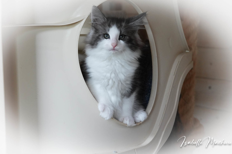 ROBINSON , mâle black silver mackerel tabby et blanc , RESERVE