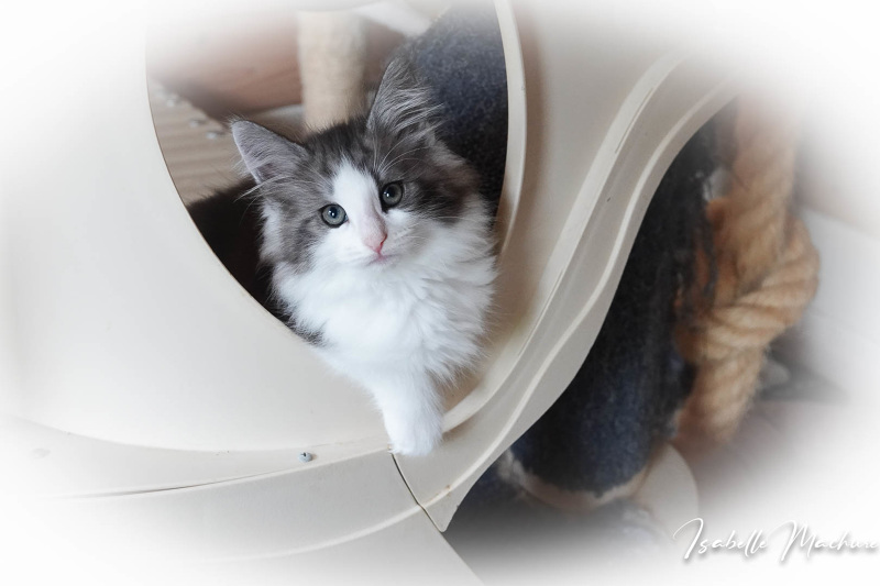 ROBINSON , mâle black silver mackerel tabby et blanc , RESERVE