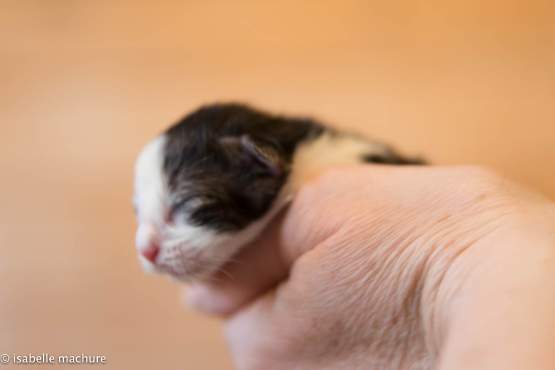 ROBINSON , mâle black silver mackerel tabby et blanc , RESERVE