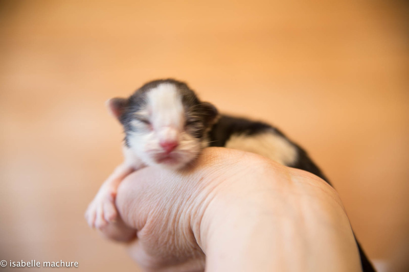 ROBINSON , mâle black silver mackerel tabby et blanc , RESERVE