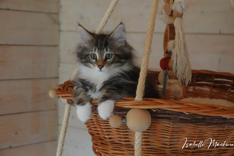 ROUDOUDOU , male brown mackerel tabby et blanc , RESERVE Chatterie du