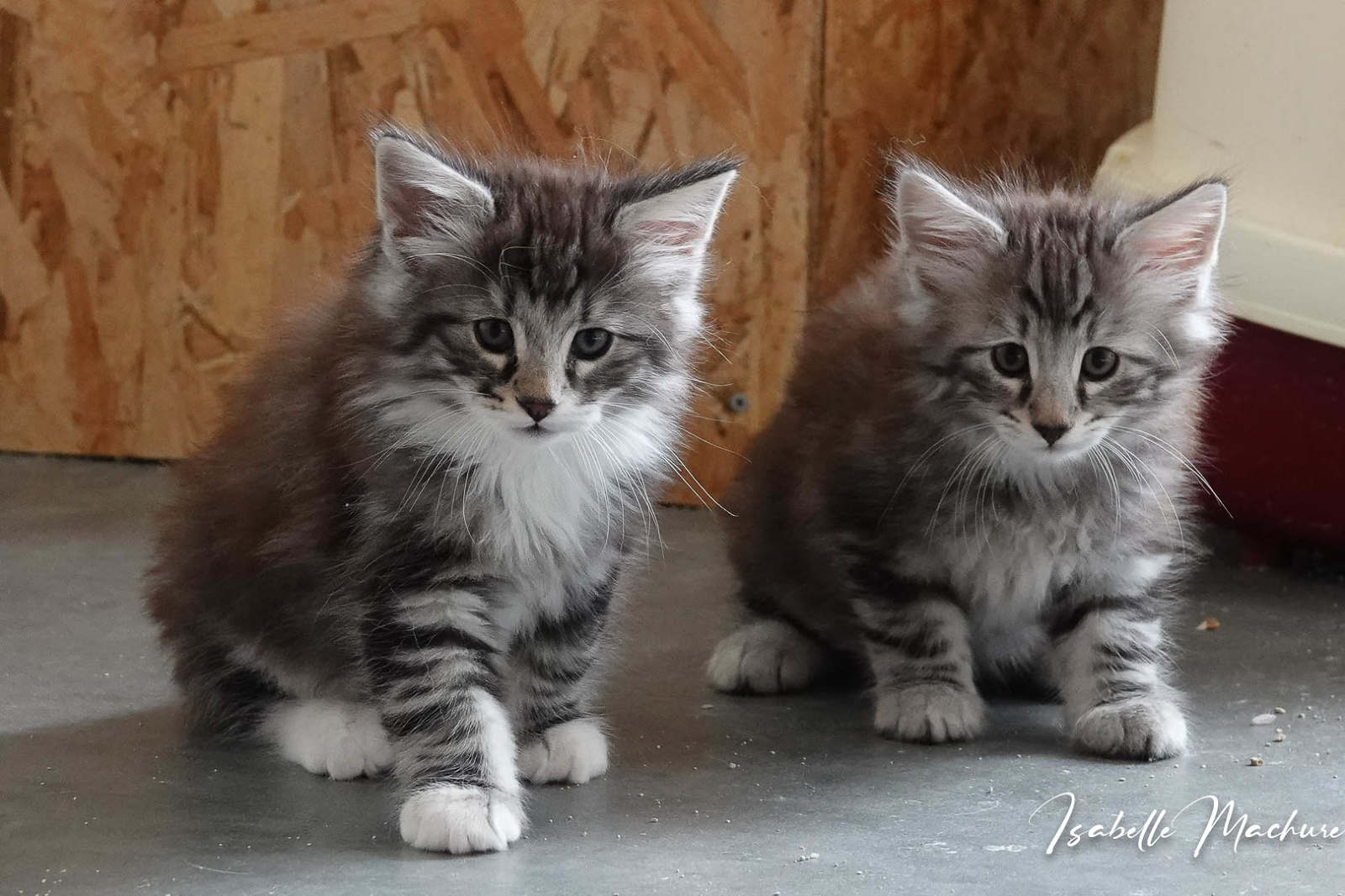 RAVEL , male brown ( ou black silver ) mackerel tabby et blanc