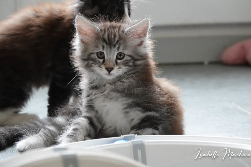 RAVEL , male brown ( ou black silver ) mackerel tabby et blanc