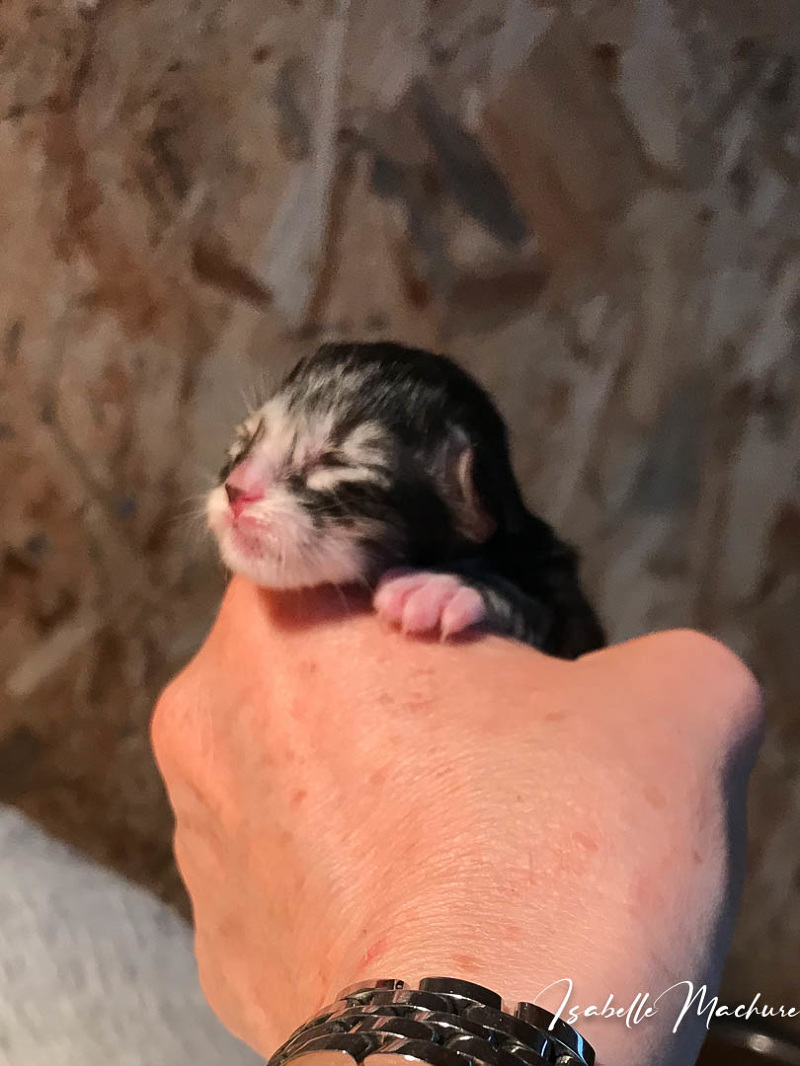 RAVEL , male brown ( ou black silver ) mackerel tabby et blanc