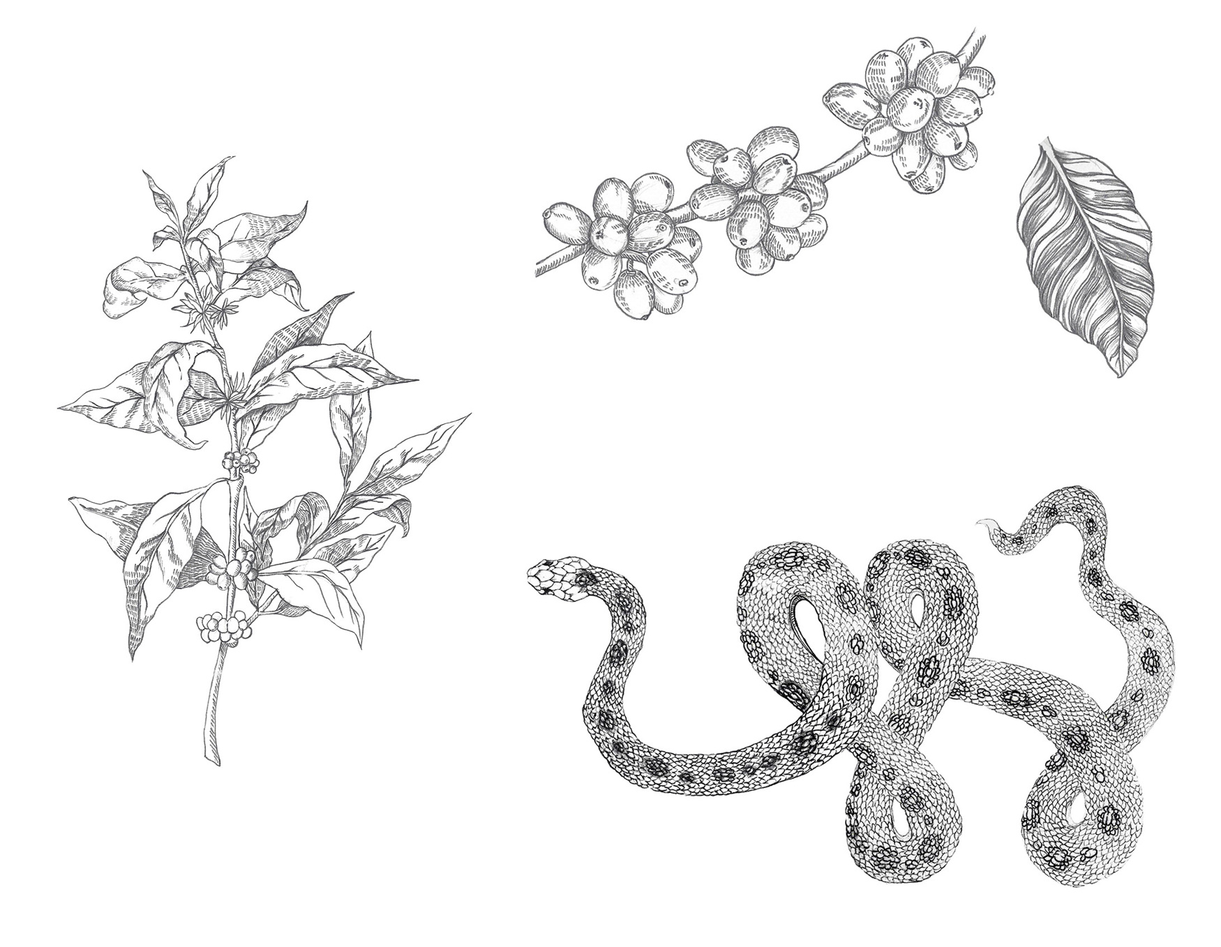 Hineleban Arabica Coffee x Greyone Social packaging - Nadine Layon, image size:1750x1358