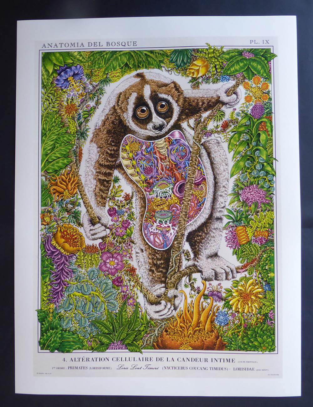 Nycticebus images libres de droit, photos de Nycticebus | DepositPhotos, image size:1000x1300