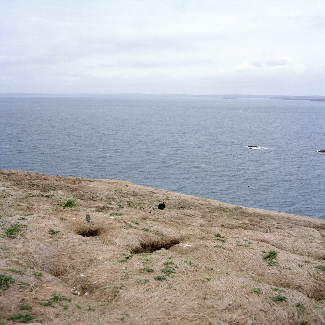 Skomer Rabbits The Stranger in the Field - Polly Garnett