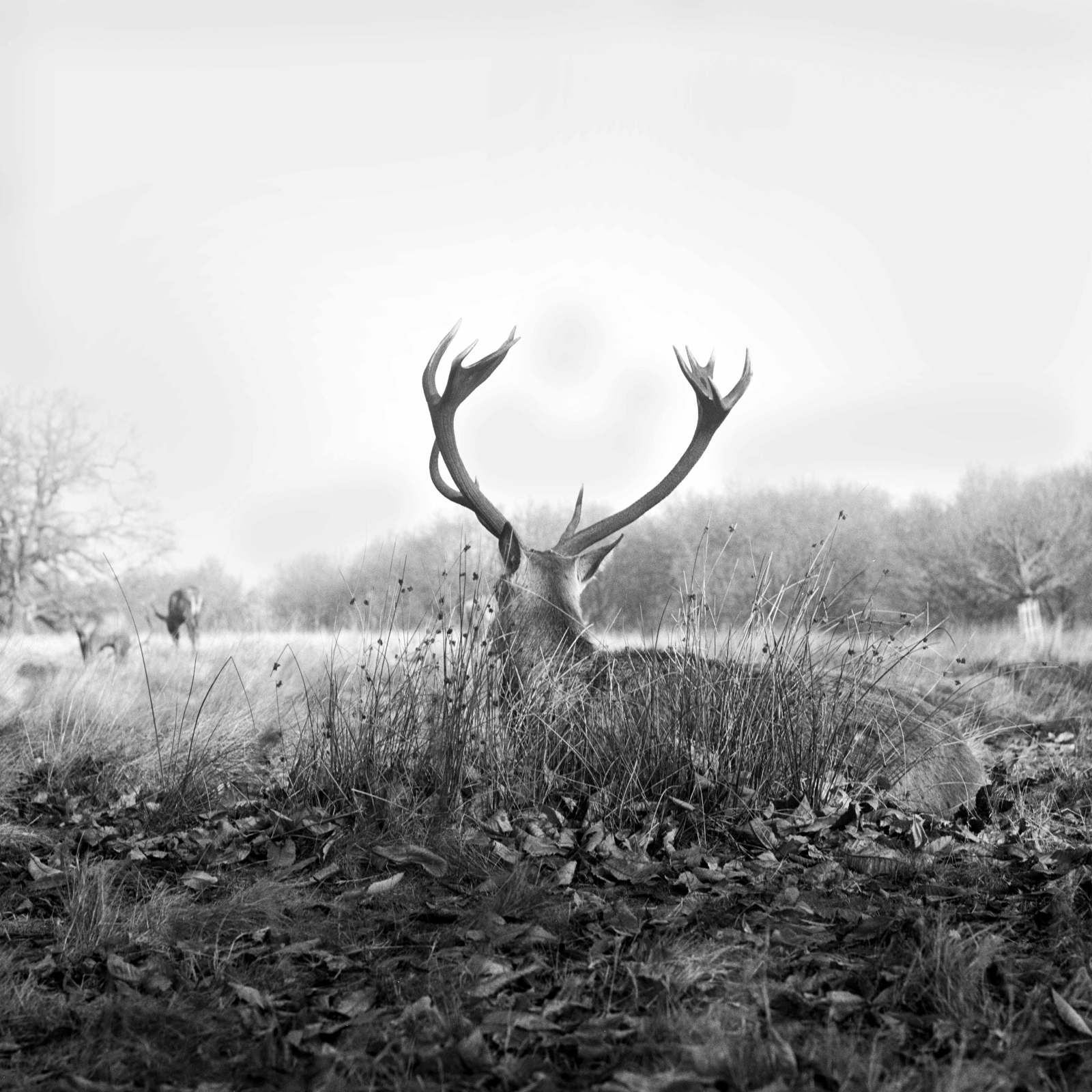 Harriet Foster Thornton Still Hunting losthenfound