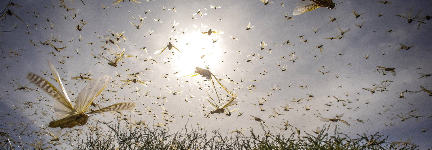 Chi fermerà le locuste? Il del Kenya