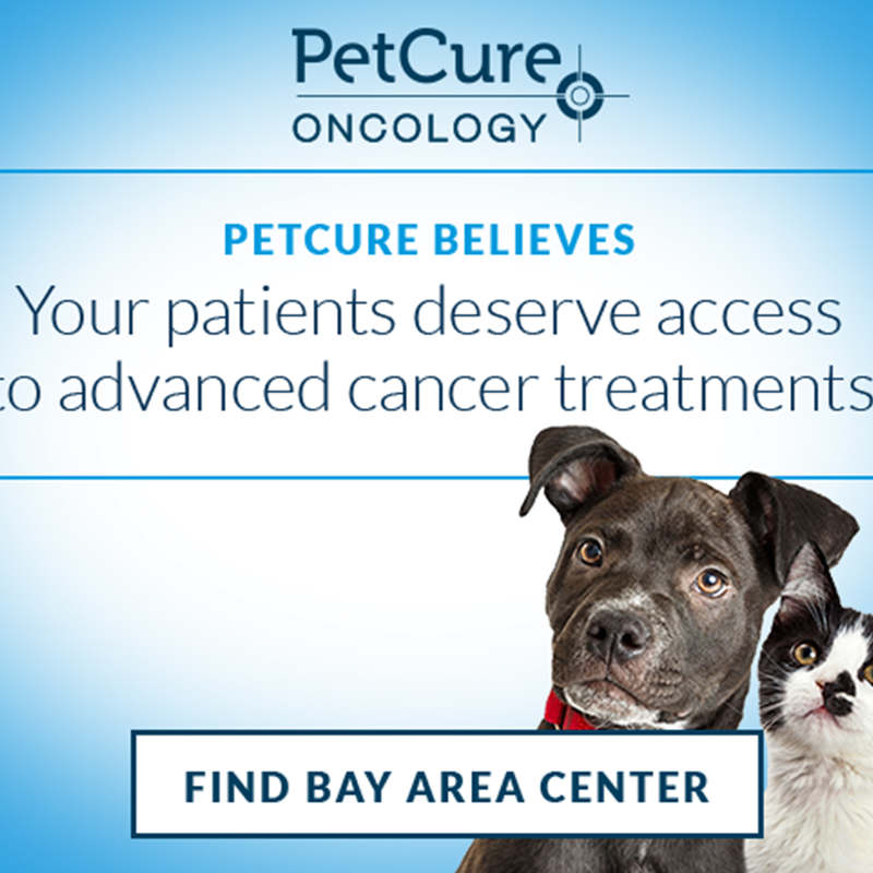 PetCure Oncology Banner Advertisements Grace Duffy's Portfolio