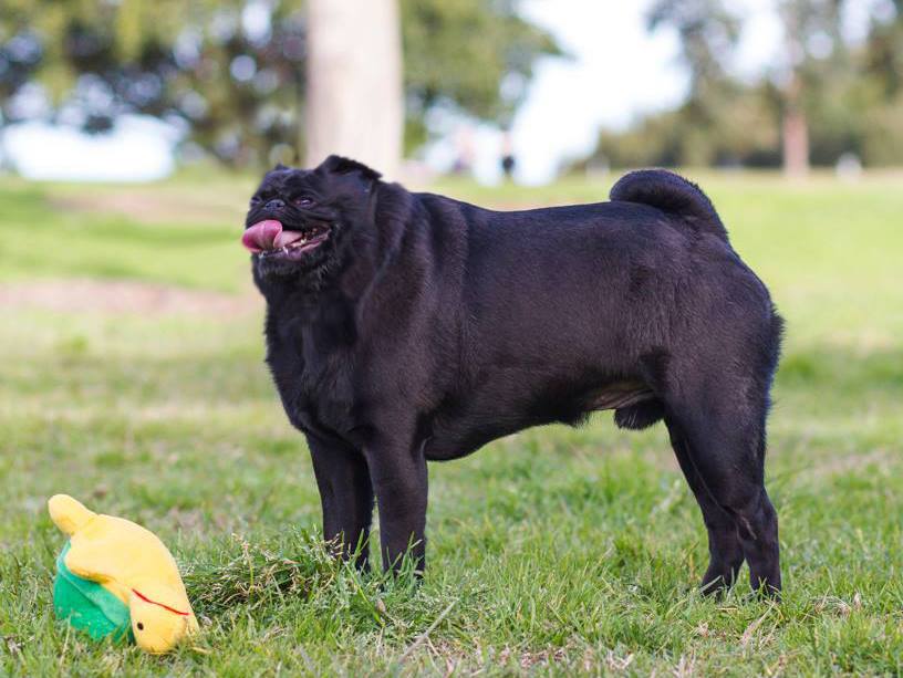 dog breeds with small heads