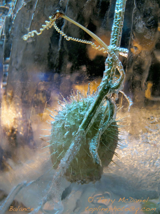 Wild Cucumber Seed Pods Terry McDaniel Photography
