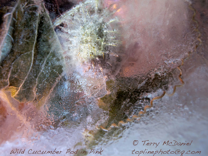 Wild Cucumber Seed Pods Terry McDaniel Photography
