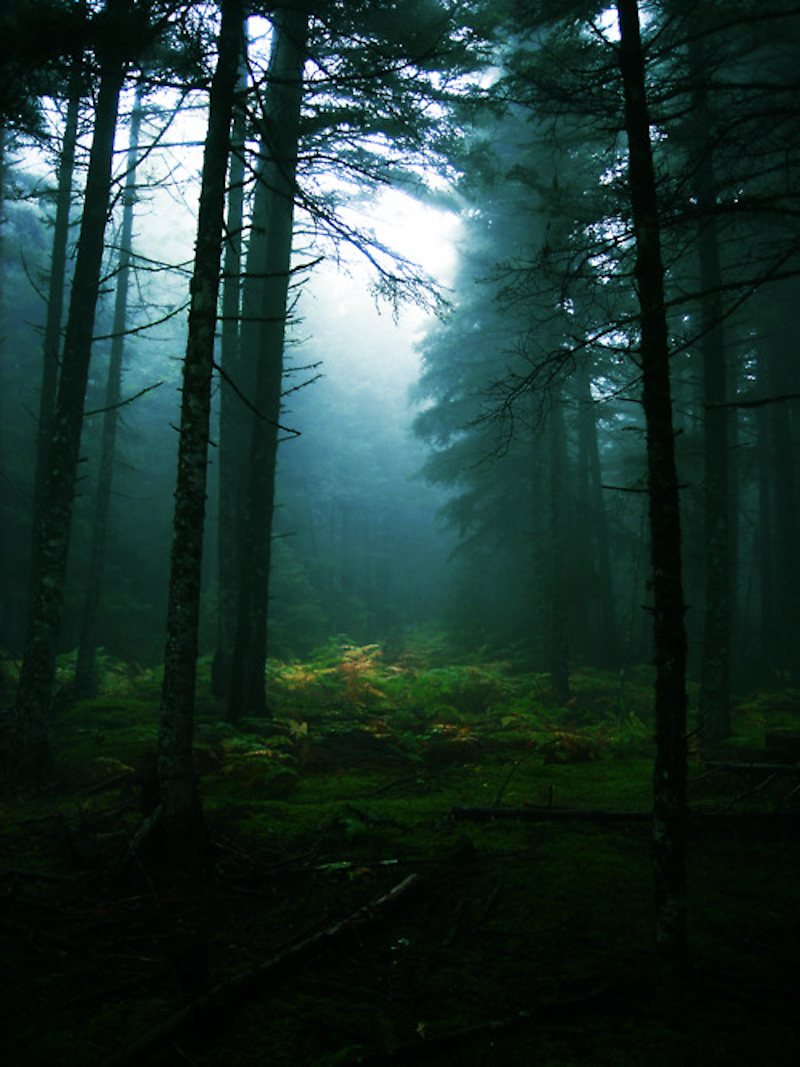 INTO THE WILD - A Style Life 4 Me