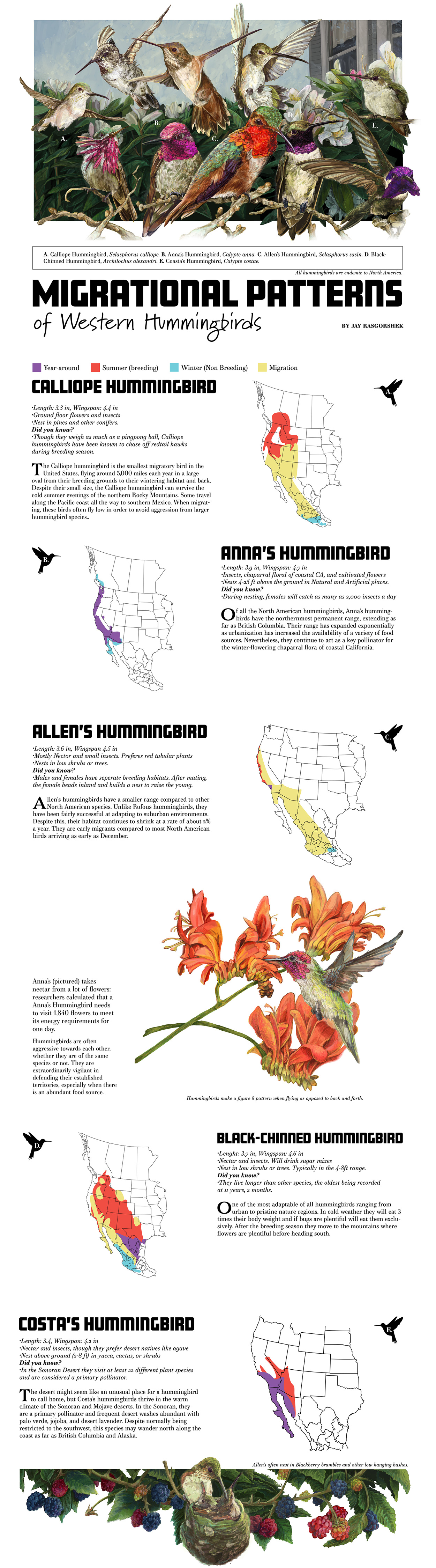 Hummingbird Flight Path Hummingbird Migration Route - Rasgorshek