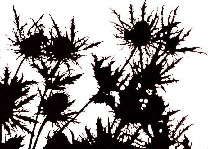 botanical illustration - Jen Hubbell