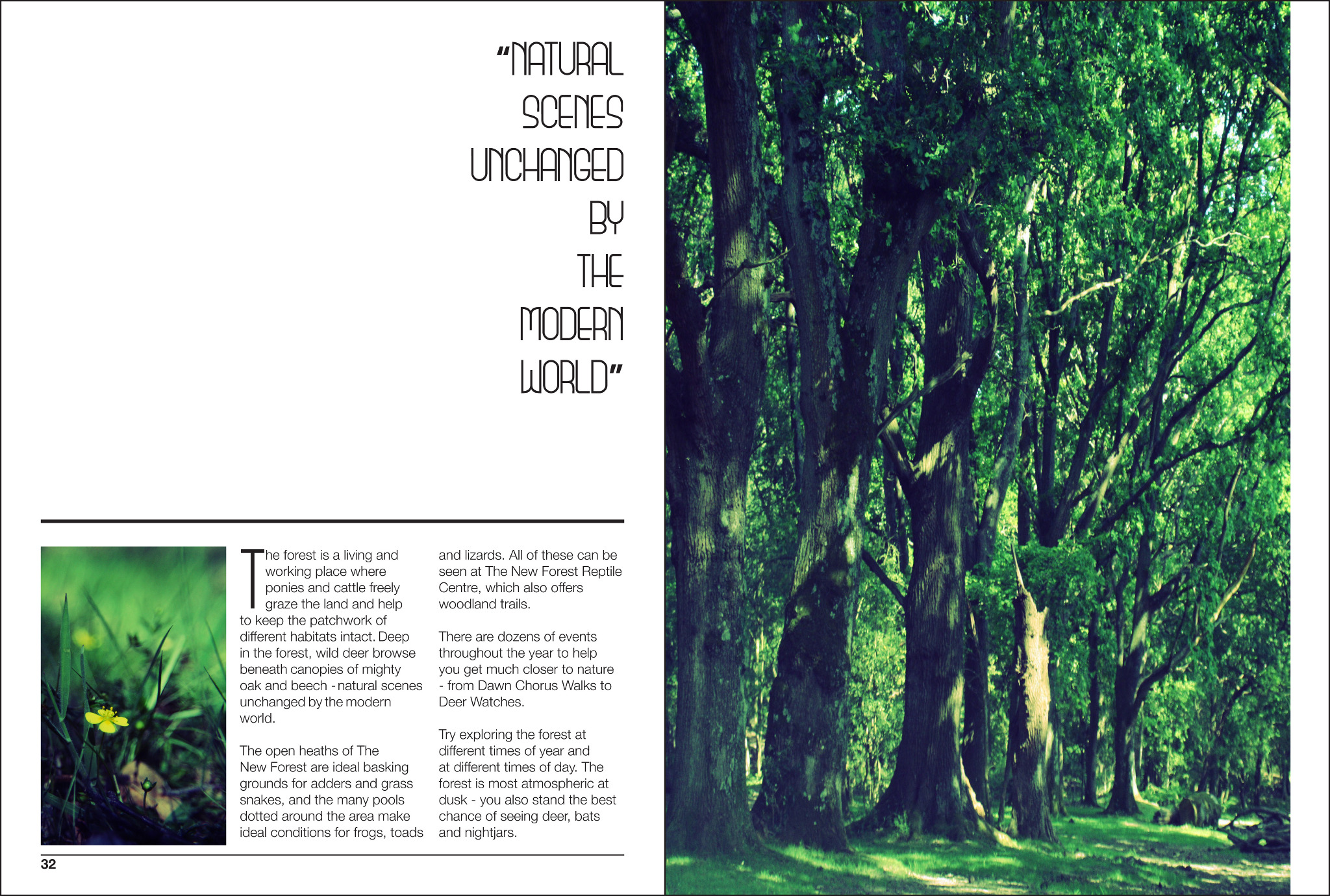 New Forest Magazine Spread Kevin Ellis Design