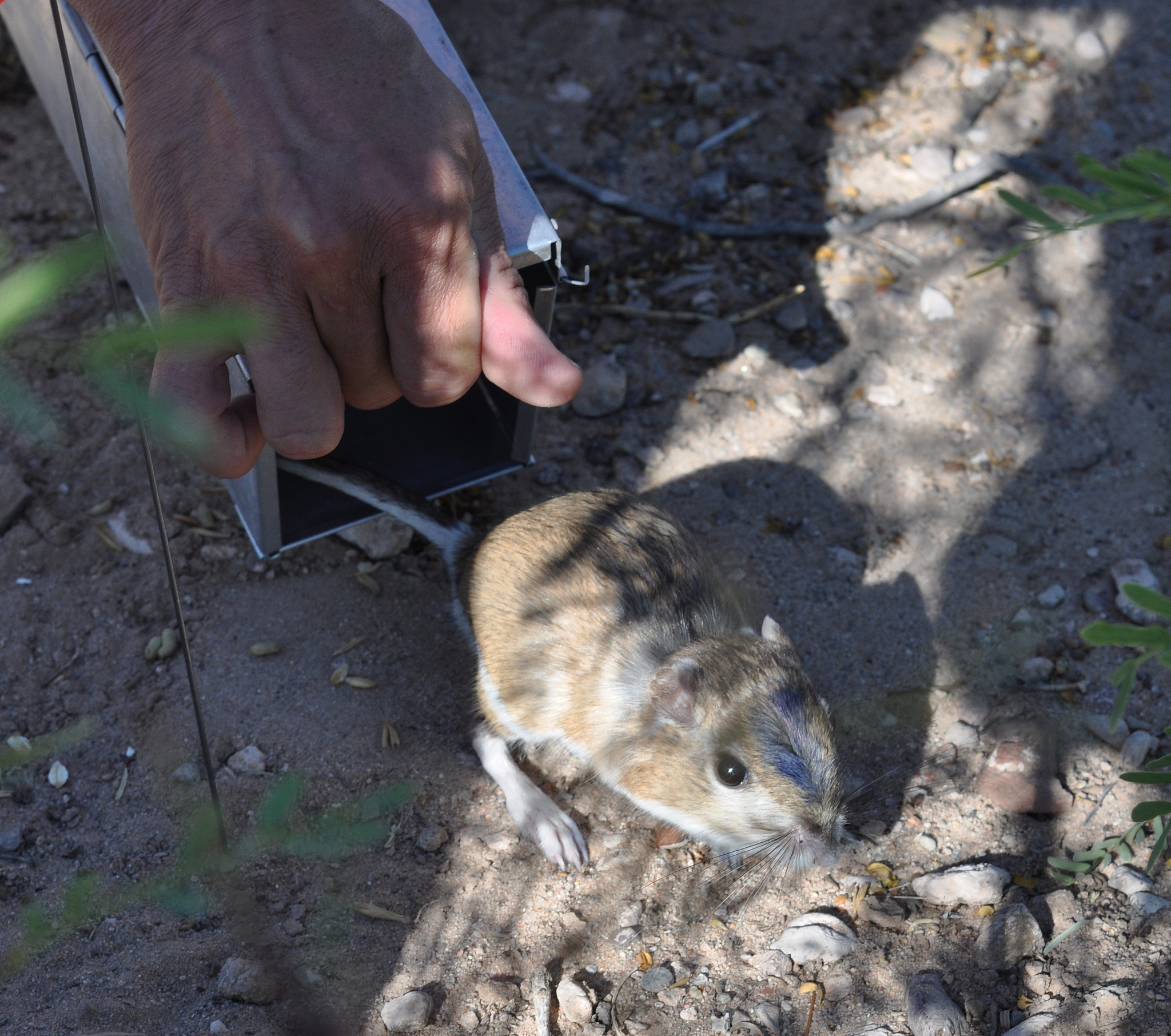 Kangaroo Rats at the Sevilleta National Wildlife Refuge - land work