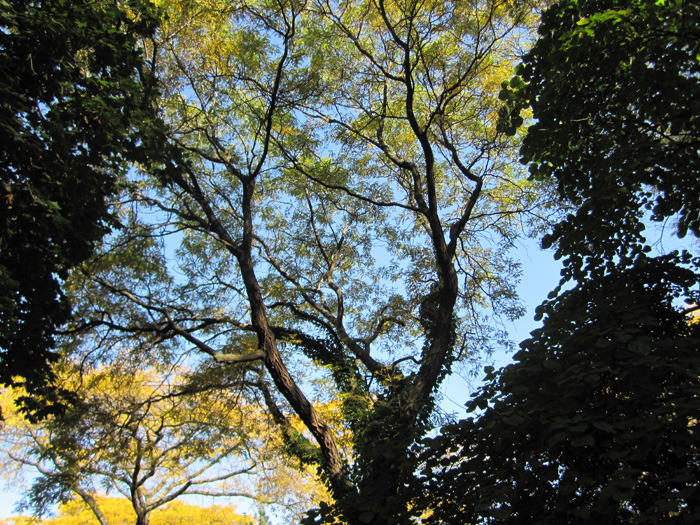 The Landscape Mies Detroit — Lafayette Park, Detroit, Michigan
