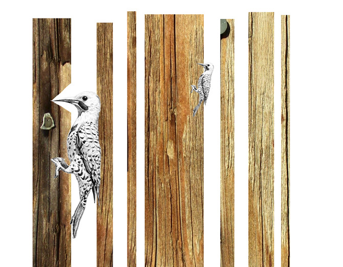 woodpecker - nofaithindesign