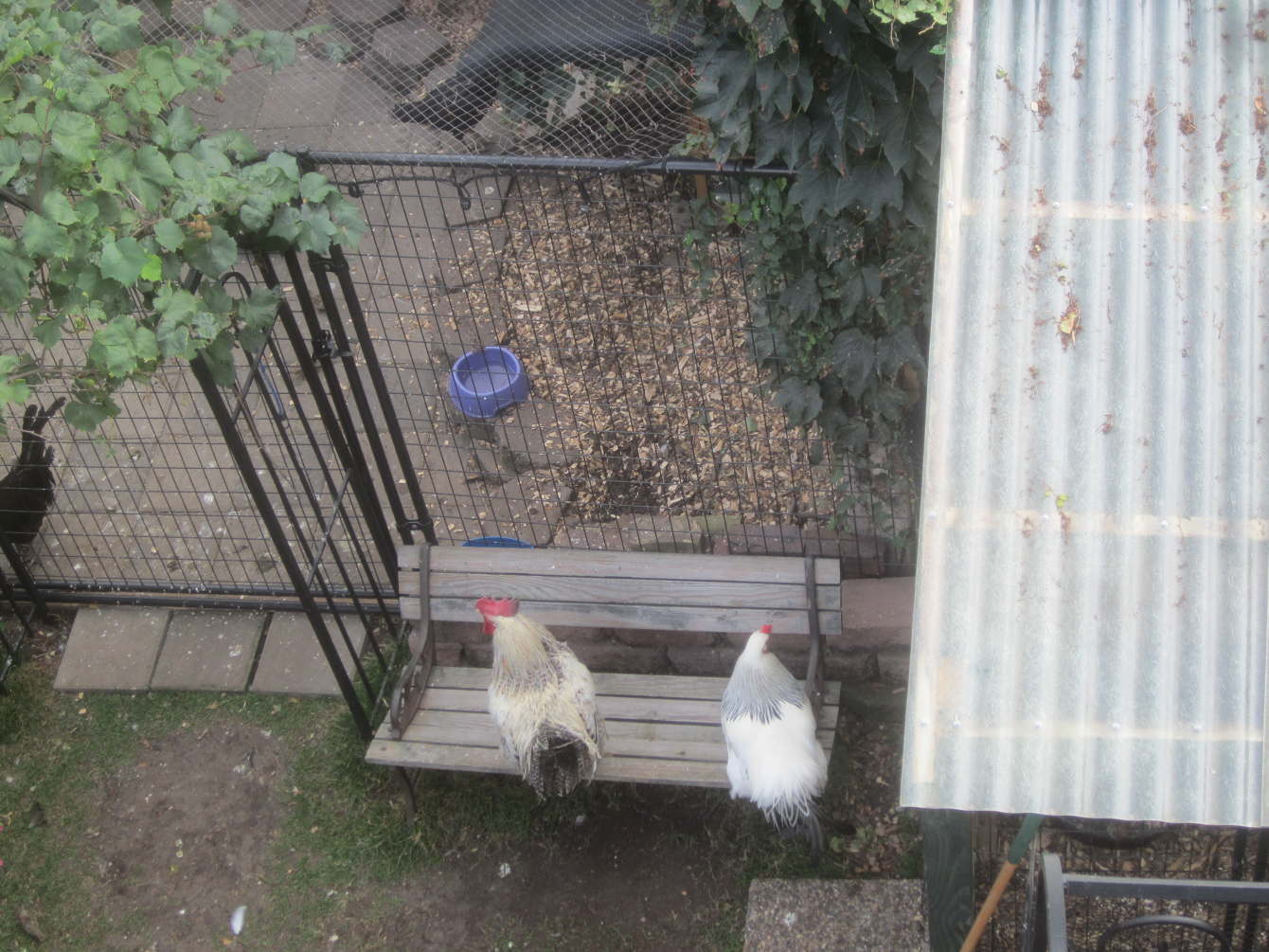 chicken rescue centres near me