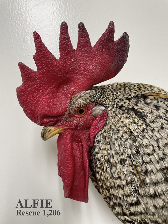 Who lives at Chicken Run Rescue? - CRR