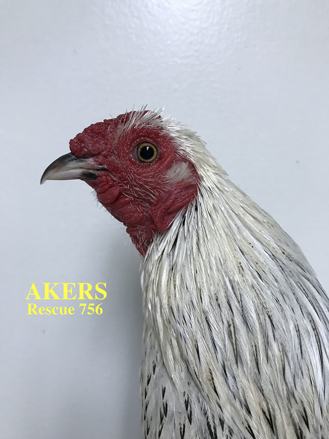 Who lives at Chicken Run Rescue? - CRR