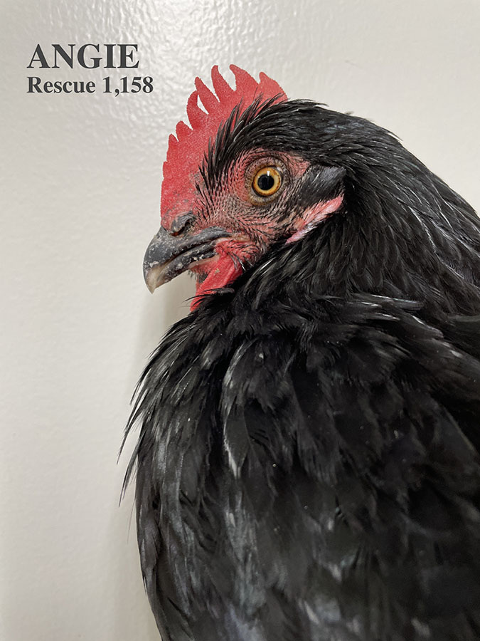 Who lives at Chicken Run Rescue? - CRR
