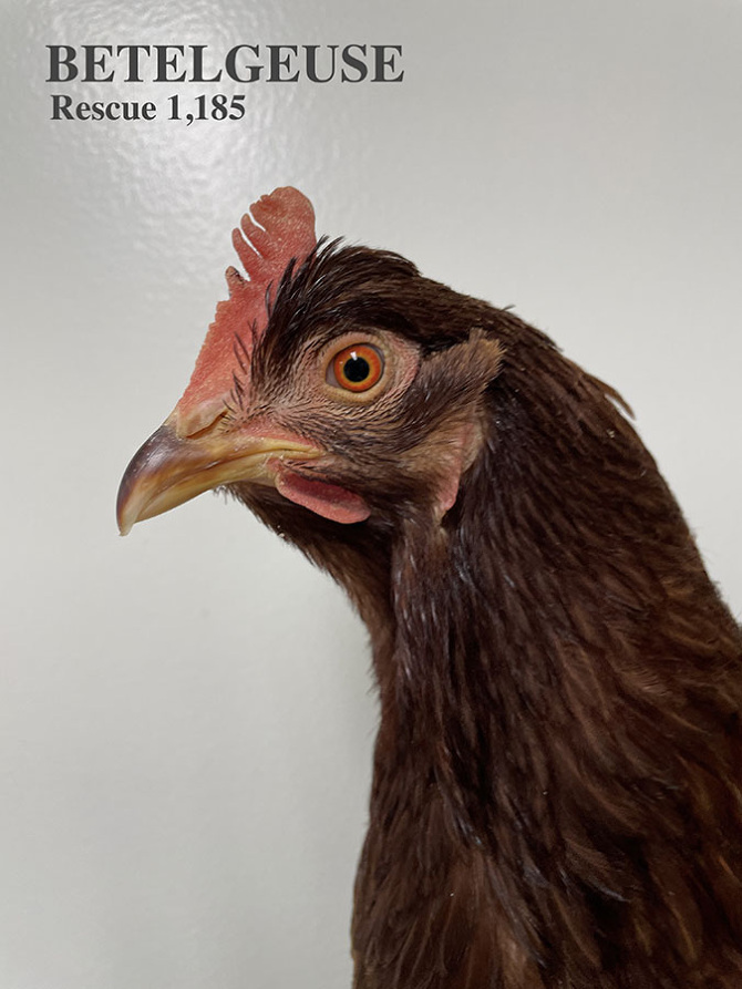 Who lives at Chicken Run Rescue? - CRR
