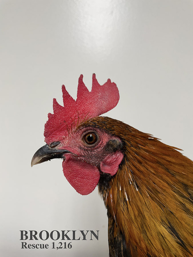 Who lives at Chicken Run Rescue? - CRR