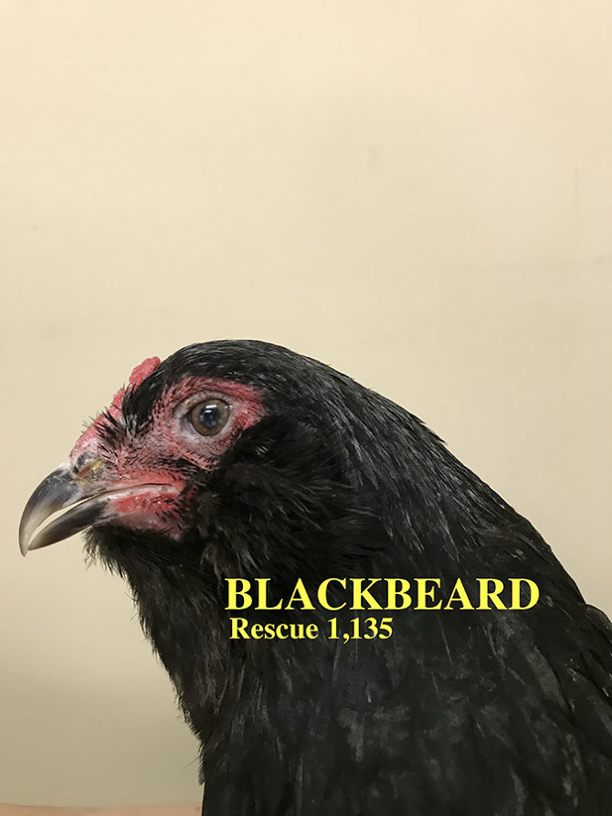 Who lives at Chicken Run Rescue? - CRR