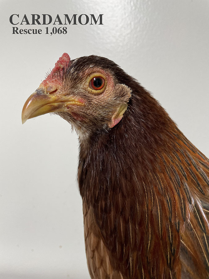 Who lives at Chicken Run Rescue? - CRR