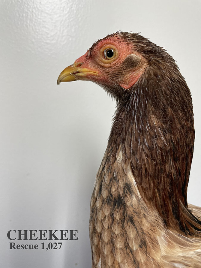 Who lives at Chicken Run Rescue? - CRR