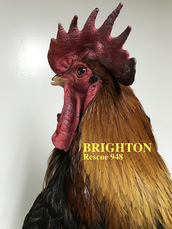 Who lives at Chicken Run Rescue? - CRR
