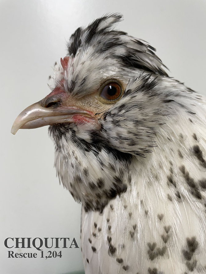 Who lives at Chicken Run Rescue? - CRR