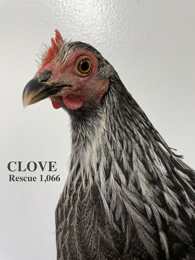 Who lives at Chicken Run Rescue? - CRR