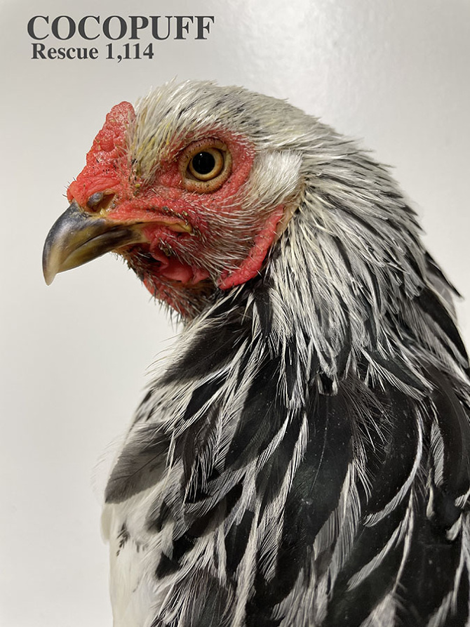Who lives at Chicken Run Rescue? - CRR