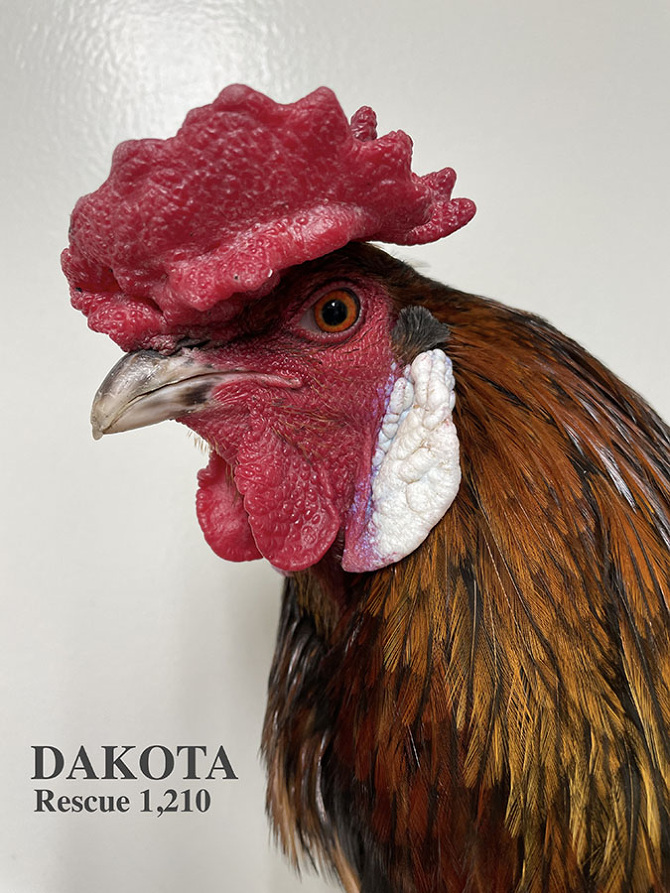 Who lives at Chicken Run Rescue? - CRR