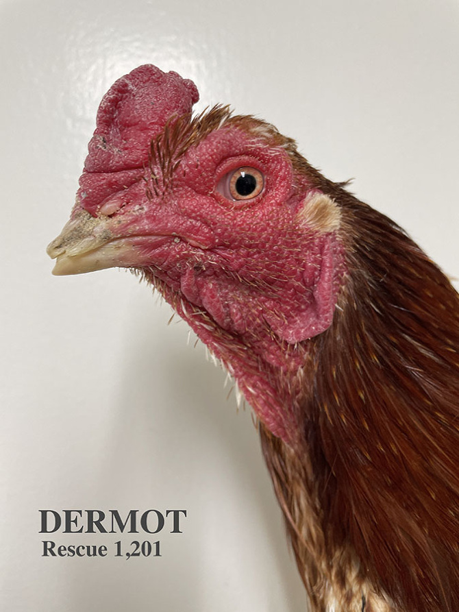 Who lives at Chicken Run Rescue? - CRR