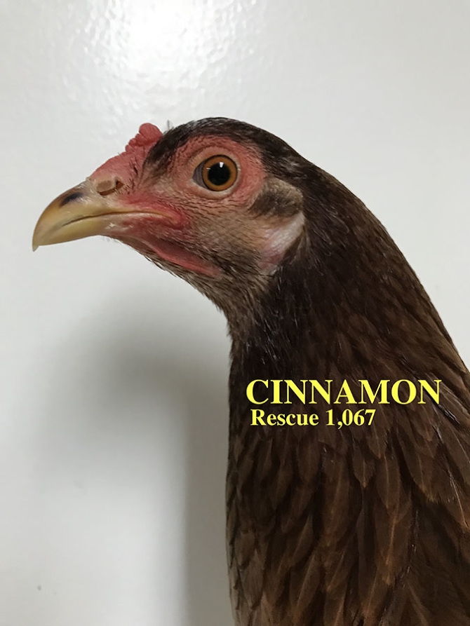 Who lives at Chicken Run Rescue? - CRR