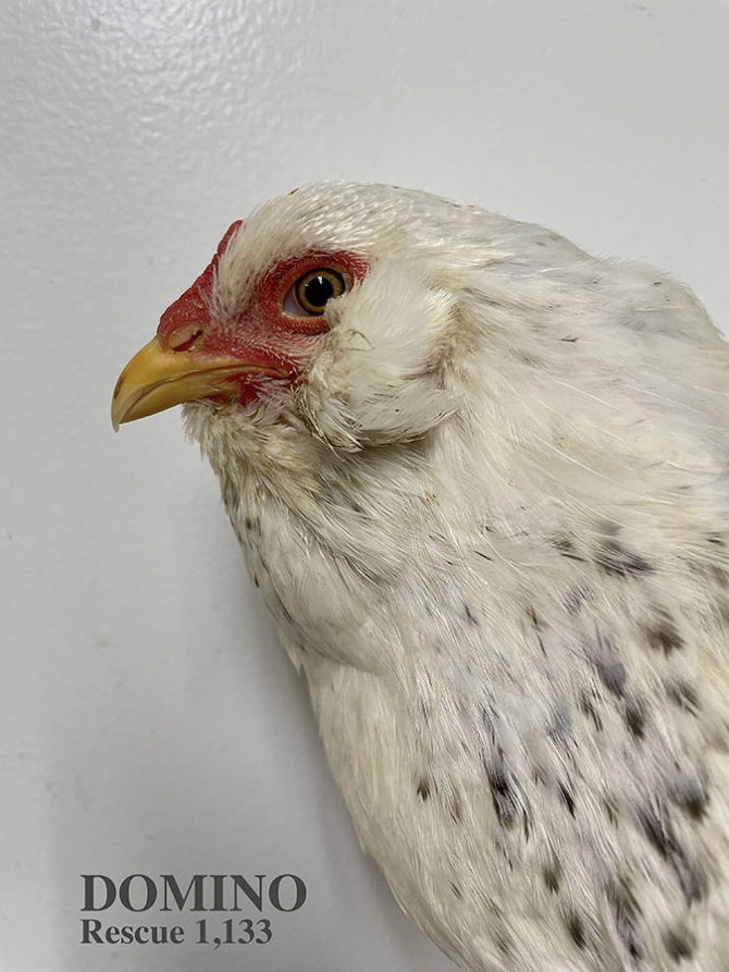 Who lives at Chicken Run Rescue? - CRR