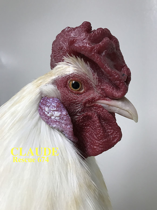 Who lives at Chicken Run Rescue? - CRR