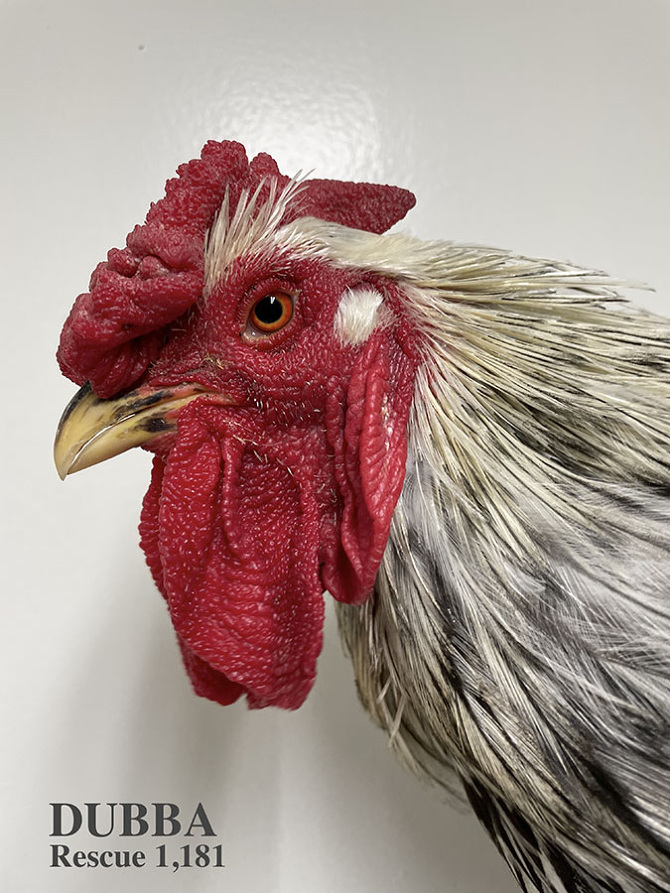 Who lives at Chicken Run Rescue? - CRR