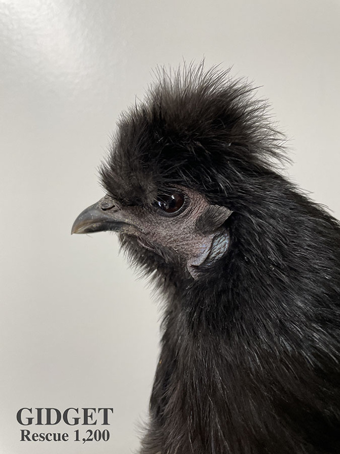Who lives at Chicken Run Rescue? - CRR