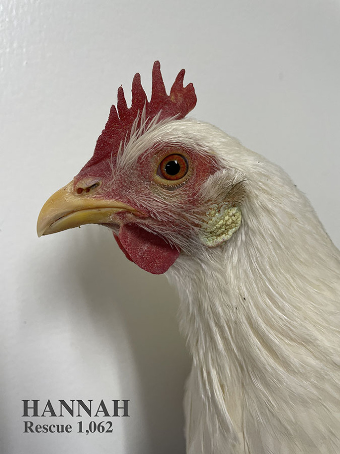 Who lives at Chicken Run Rescue? - CRR